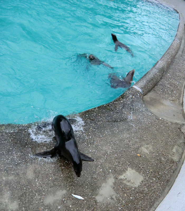 Silvester-Fütterung der Kalifornischen Seelöwen im Wuppertaler Zoo am 31. Dezember 2012