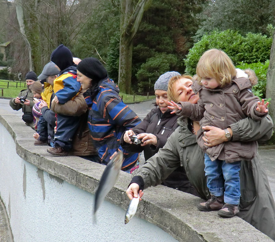 Silvester-Fütterung der Kalifornischen Seelöwen im Zoo Wuppertal am 31. Dezember 2012