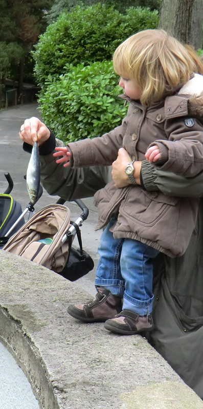 Silvester-Fütterung der Kalifornischen Seelöwen im Zoologischen Garten Wuppertal am 31. Dezember 2012