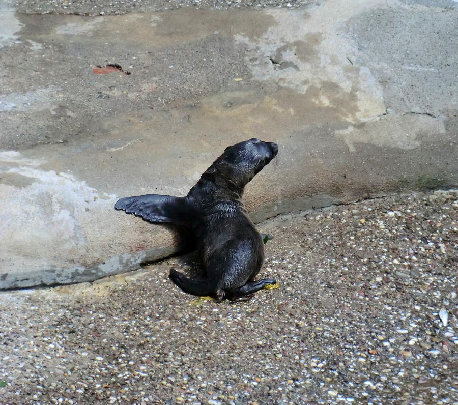 Jungtier Pinas erster öffentlicher Ausflug im Wuppertaler Zoo am 16. Juni 2013