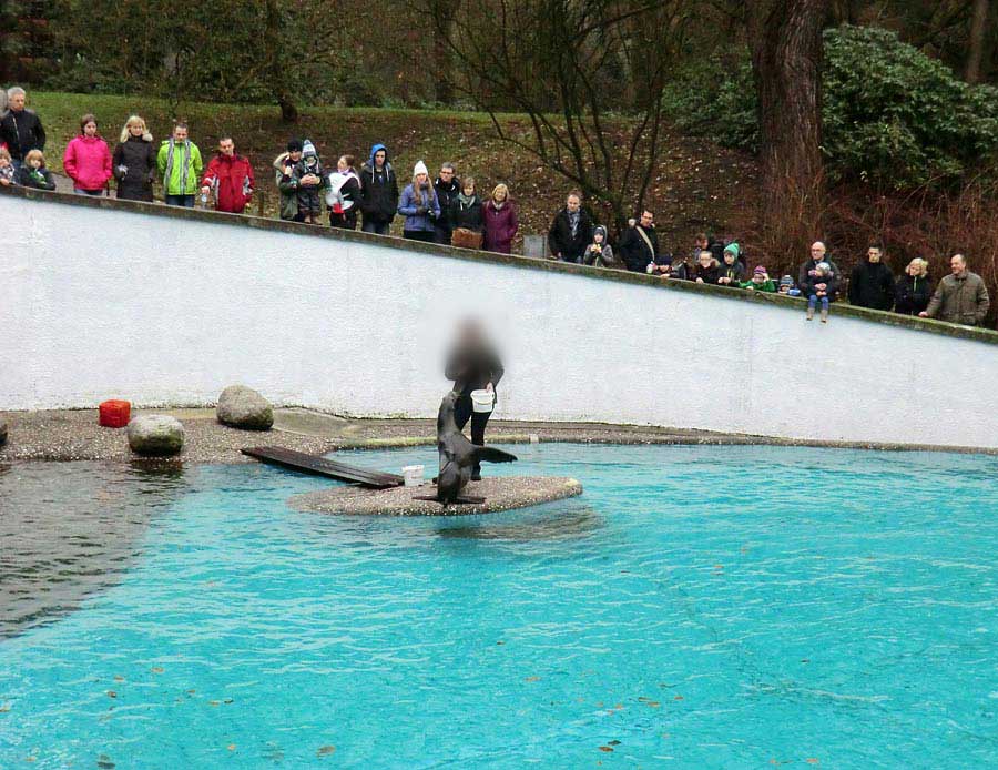 Weihnachts-Fütterung der Kalifornischen Seelöwen im Zoologischen Garten Wuppertal am 24. Dezember 2013