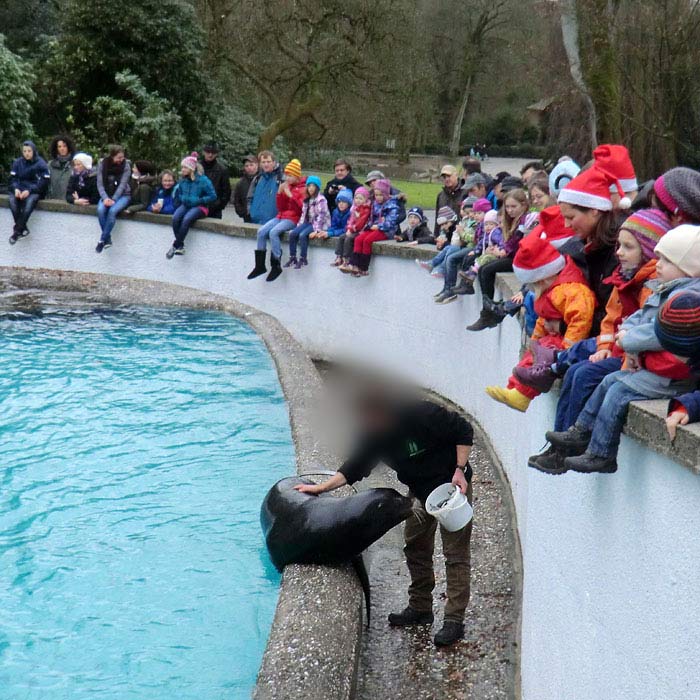 Kalifornischer Seelöwe im Wuppertaler Zoo am 24. Dezember 2013