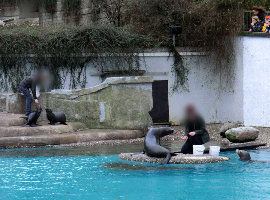 Weihnachts-Fütterung der Kalifornischen Seelöwen im Zoo Wuppertal am 24. Dezember 2013