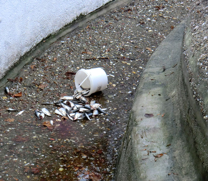 Weihnachts-Fütterung der Kalifornischen Seelöwen im Zoo Wuppertal am 24. Dezember 2013