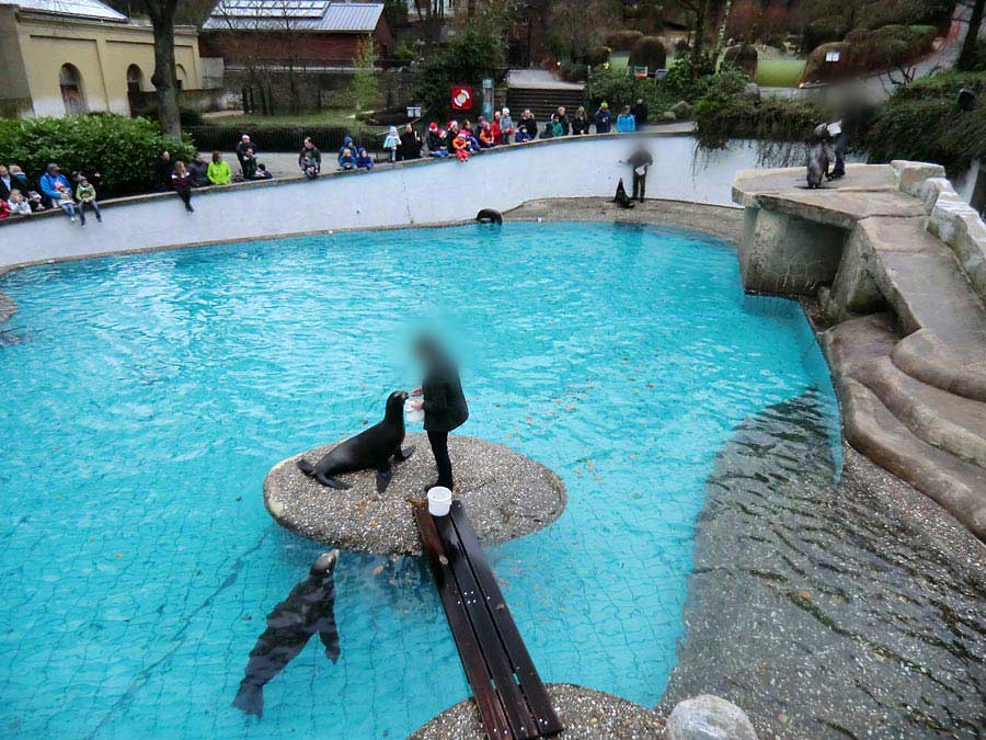 Weihnachts-Fütterung der Kalifornischen Seelöwen im Wuppertaler Zoo am 24. Dezember 2013