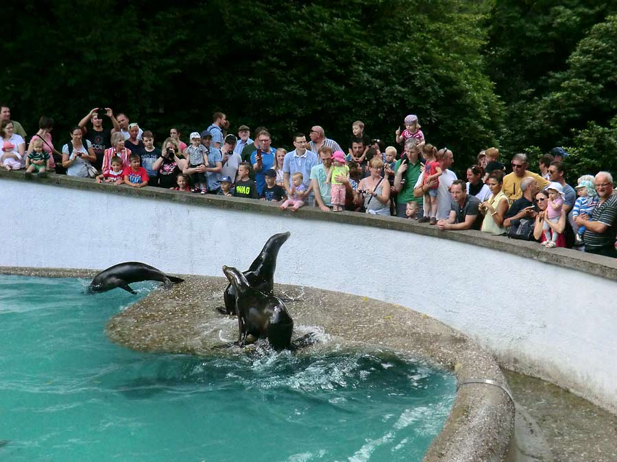 Fütterung der Kalifornischen Seelöwen im Zoologischen Garten Wuppertal im August 2014