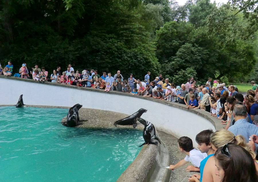 Fütterung der Kalifornischen Seelöwen im Zoologischen Garten Wuppertal im August 2014