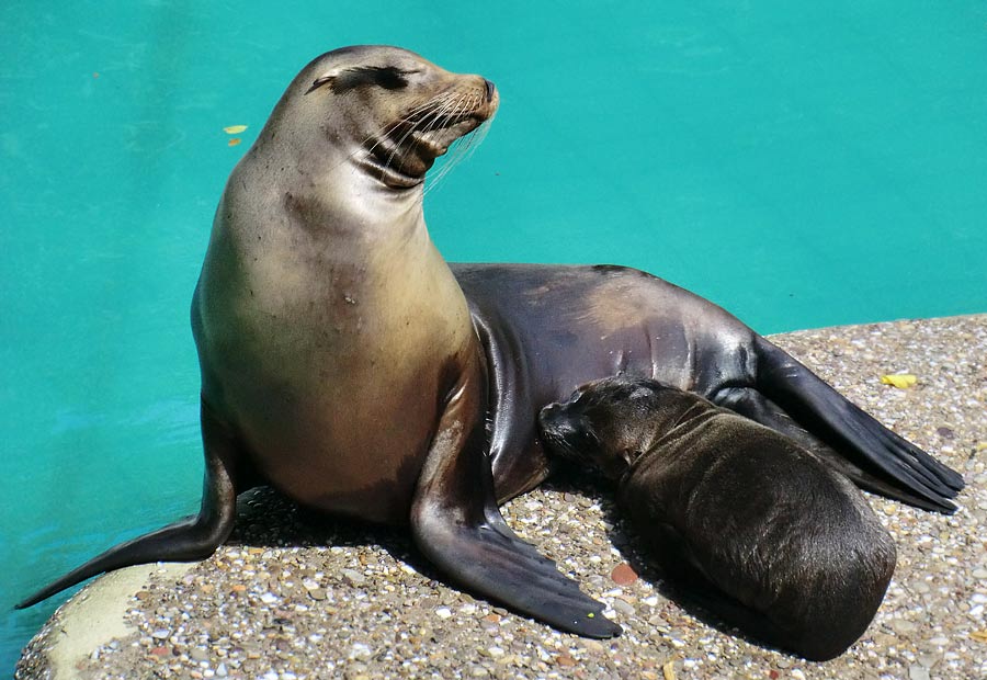 Kalifornische Seelöwen im Zoo Wuppertal im August 2014