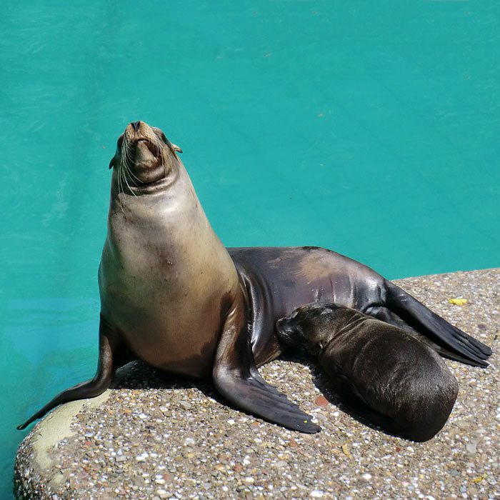 Kalifornische Seelöwen im Wuppertaler Zoo im August 2014