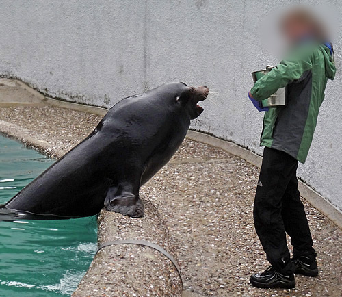 Fütterung der Kalifornischen Seelöwen im Zoo Wuppertal am 8. Februar 2016 kurz vor der vorzeitigen Zooschließung