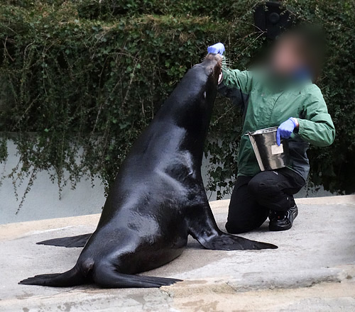 Fütterung der Kalifornischen Seelöwen im Grünen Zoo Wuppertal am 8. Februar 2016 kurz vor der vorzeitigen Zooschließung