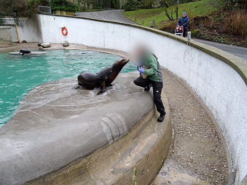 Fütterung der Kalifornischen Seelöwen im Wuppertaler Zoo am 8. Februar 2016 kurz vor der vorzeitigen Zooschließung