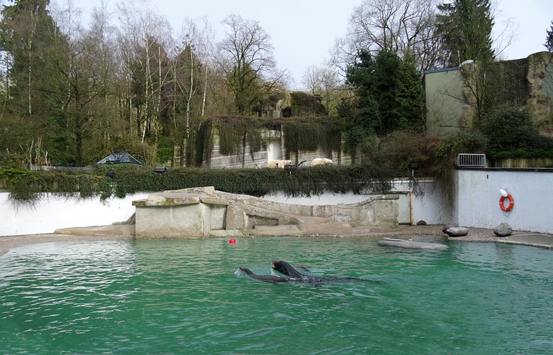 Kalifornische Seelöwen am 28. März 2016 im Zoologischen Garten der Stadt Wuppertal