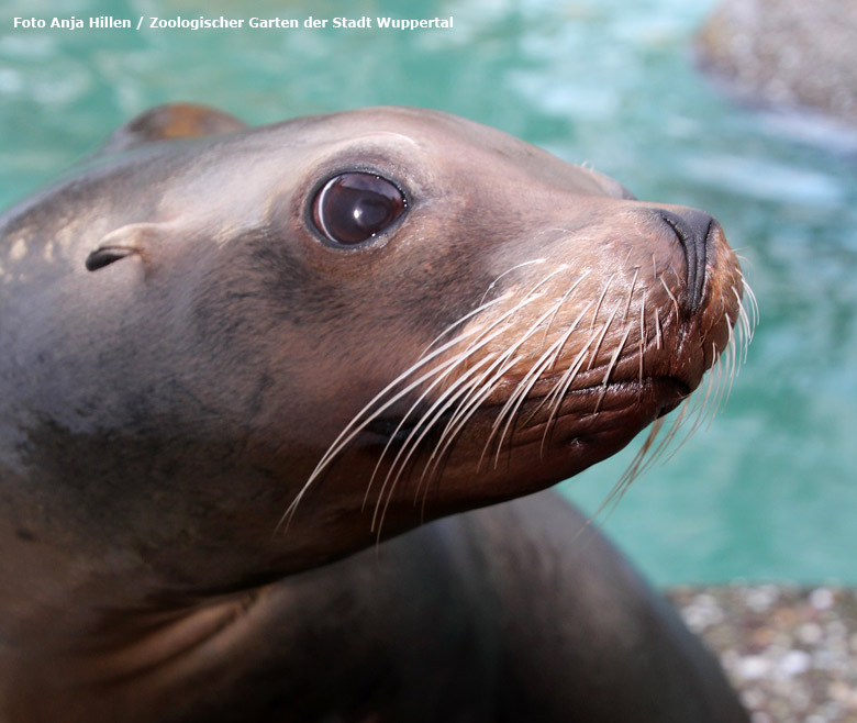 Kalifornische Seelöwin "Cosima" am 3. November 2015 im Grünen Zoo Wuppertal (Foto Anja Hillen - Der Grüne Zoo Wuppertal)