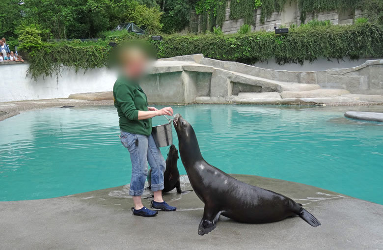 Kalifornische Seelöwin "Pebbles" mit Jungtier "Kaya" am 4. Juni 2016 bei der Schaufütterung im Zoologischen Garten der Stadt Wuppertal