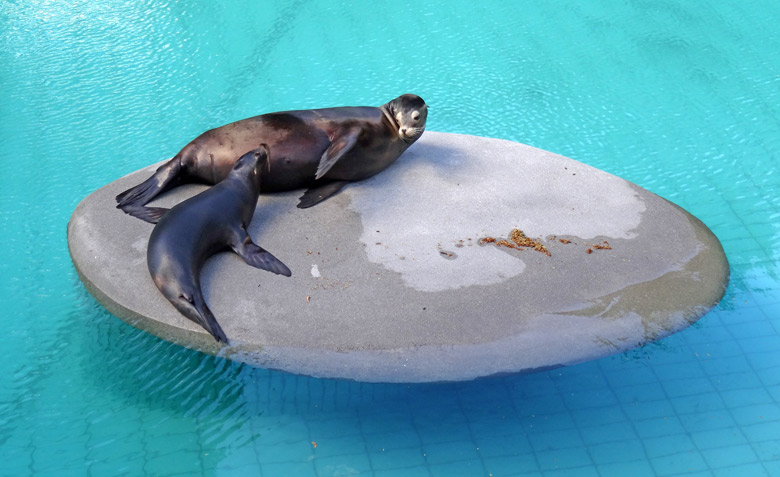 Kalifornische Seelöwin "Pebbles" mit Jungtier "Kaya"  am 2. Juli 2016 auf der Außenanlage im Zoologischen Garten der Stadt Wuppertal