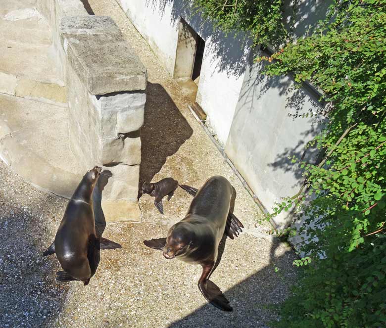 Seelöwen-Mutter "Pebbles" mit Seelöwen-Baby "Davy Jones" und Seelöwen-Vater "Mylo" am 20. Juli 2016 auf der Außenanlage im Grünen Zoo Wuppertal