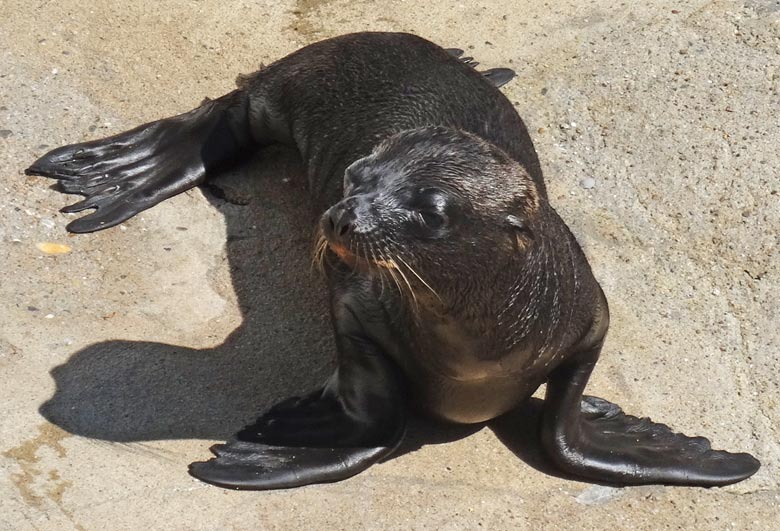 Seelöwen-Baby "Davy Jones" am 20. Juli 2016 auf der Außenanlage im Zoologischen Garten der Stadt Wuppertal