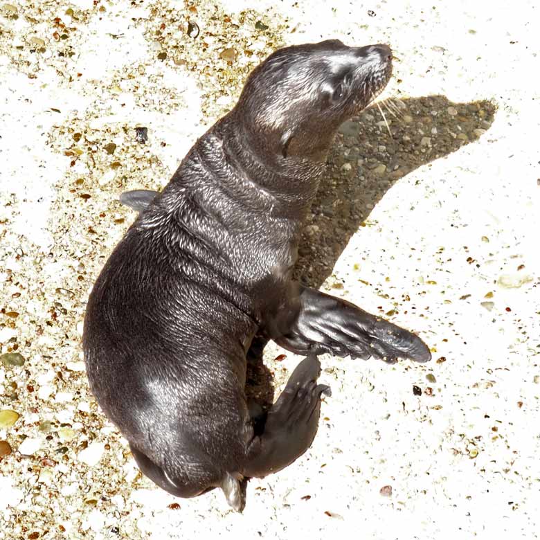 Seelöwen-Baby "Davy Jones" am 20. Juli 2016 auf der Außenanlage im Zoo Wuppertal