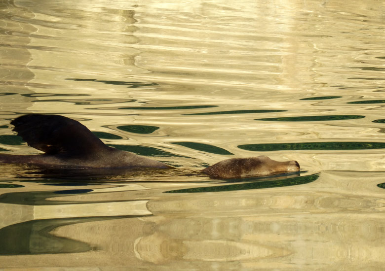 Kalifornische Seelöwin Pebbles im sommerliche Abendlicht im Seelöwenbecken am 9. September 2016 im Wuppertaler Zoo