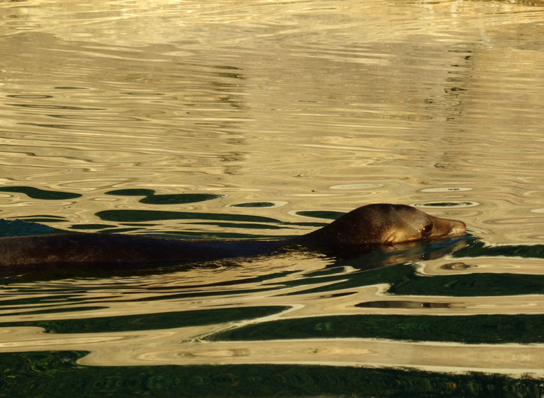 Kalifornische Seelöwin Pebbles im sommerliche Abendlicht im Seelöwenbecken am 9. September 2016 im Grünen Zoo Wuppertal