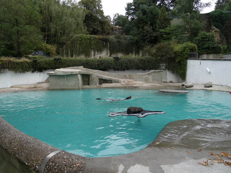 Seelöwen-Jungtier DAVY JONES am 16. September 2016 im Wuppertaler Zoo