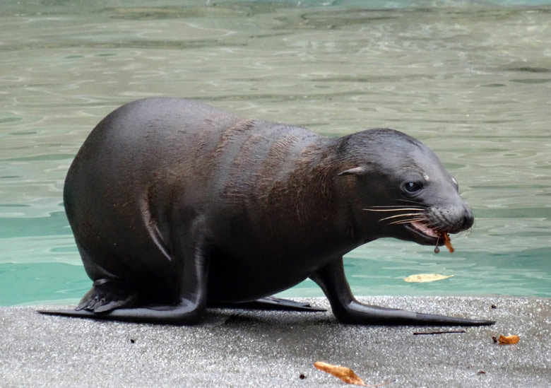 Seelöwen-Jungtier DAVY JONES am 2. Oktober 2016 im Grünen Zoo Wuppertal