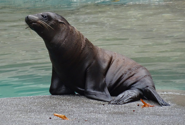 Seelöwen-Jungtier DAVY JONES am 2. Oktober 2016 im Zoologischen Garten der Stadt Wuppertal