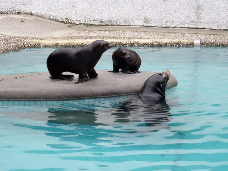 Kalifornische Seelöwen DONNA, DAVY JONES und MYLO am 6. Oktober 2016 im Zoologischen Garten der Stadt Wuppertal