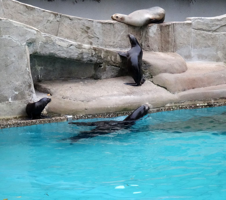 Kalifornische Seelöwin DAVY JONES (links) neben PEBBLES (oben), DONNA (Mitte) und MYLO (unten) am 6. Oktober 2016 im Grünen Zoo Wuppertal