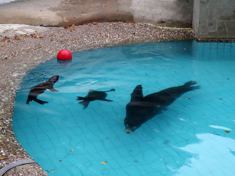 Kalifornische Seelöwin DONNA mit DAVY JONES und MYLO am 6. Oktober 2016 im Wuppertaler Zoo