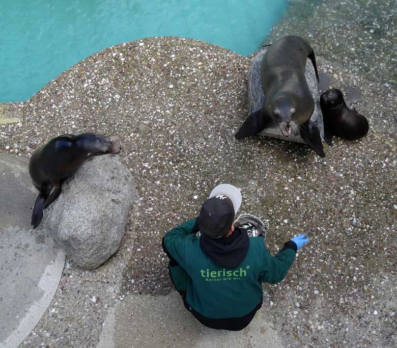 Kalifornische Seelöwen KUBA, PEBBLES und DAVY JONES am 8. Oktober 2016 bei der kommentierten Fütterung im Grünen Zoo Wuppertal