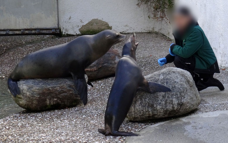 Kalifornische Seelöwen PEBBLES und KUBA am 8. Oktober 2016 bei der kommentierten Fütterung im Wuppertaler Zoo