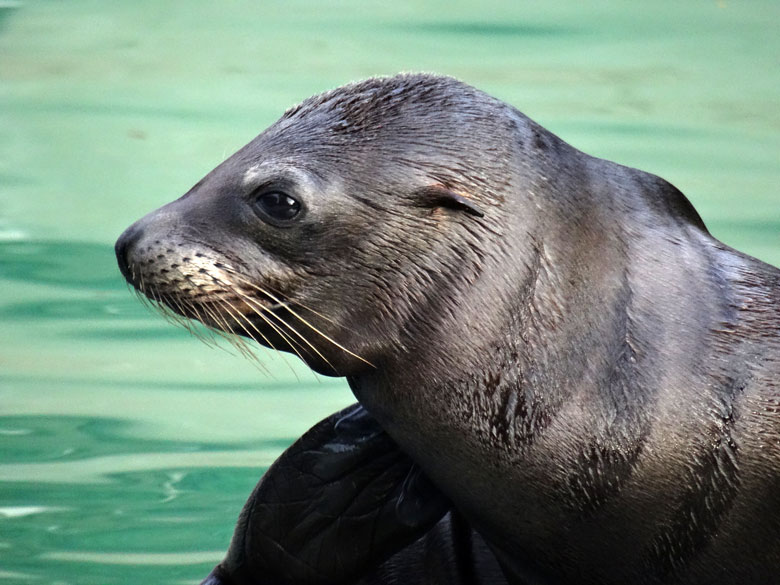 Kalifornisches Seelöwen-Jungtier Davy Jones am 30. Oktober 2016 im Zoologischen Garten der Stadt Wuppertal