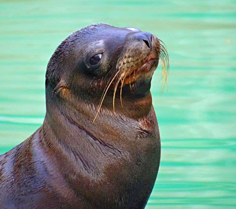 Kalifornischer Seelöwe DAVY JONES auf der Seelöwenanlage im Zoologischen Garten der Stadt Wuppertal