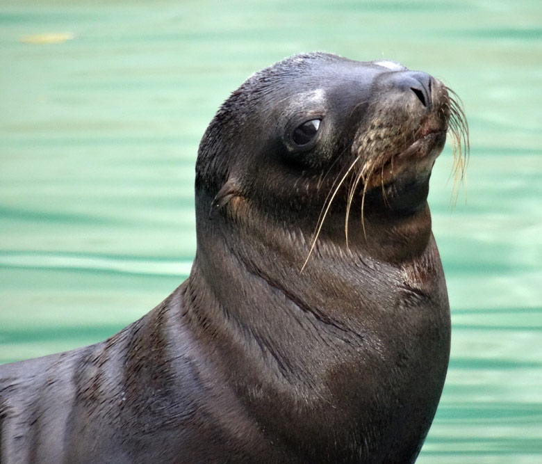 Kalifornisches Seelöwen-Jungtier Davy Jones am 30. Oktober 2016 im Wuppertaler Zoo