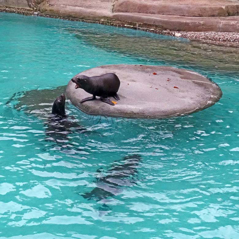 Kalifornische Seelöwin NIKE im Wasser mit Seelöwen-Jungtier DAVY JONES auf der Insel und Seelöwin KUBA unter Wasser am 11. November 2016 im Wuppertaler Zoo