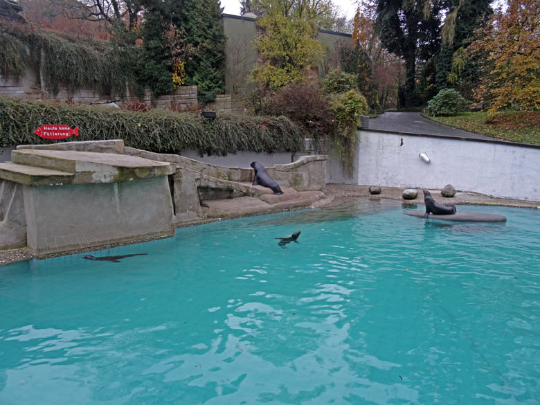 Die fünf Kalifornischen Seelöwen MYLO (an Land), Kuba (links im Wasser), NIKE (mittig im Wasser) und PEBBLES und DAVY JONES (auf der Insel) am 11. November 2016 im Grünen Zoo Wuppertal
