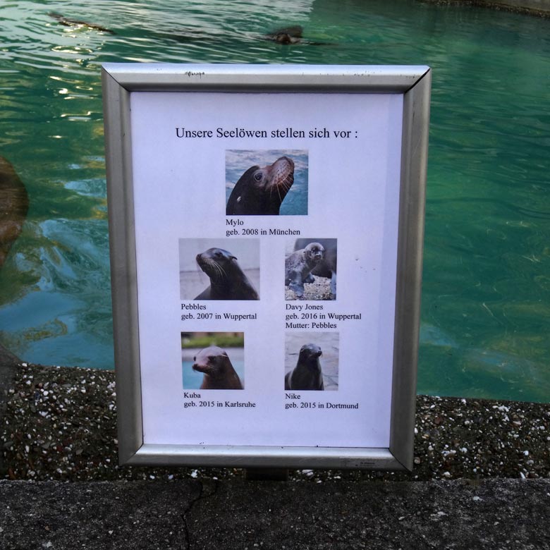 Aushang mit einer namentlichen Darstellung der Kalifornischen Seelöwen am 11. November 2016 am Seelöwenbecken im Zoologischen Garten der Stadt Wuppertal