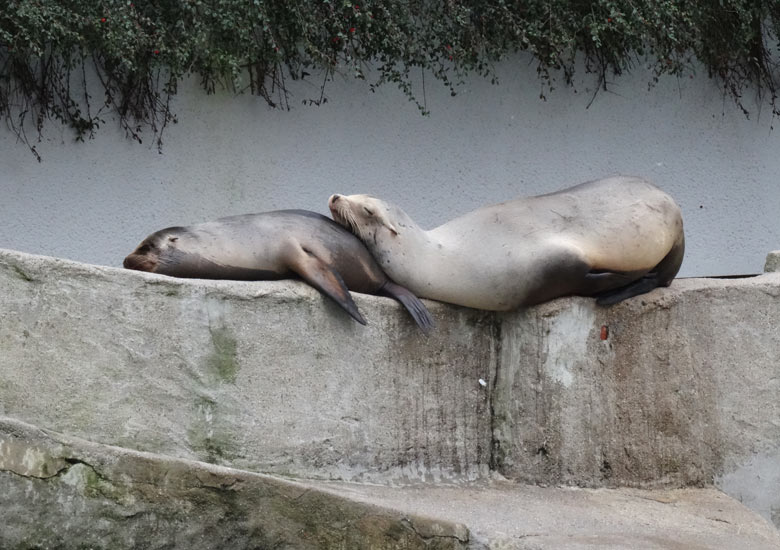 Kalifornische Seelöwen am 3. März 2017 im Grünen Zoo Wuppertal