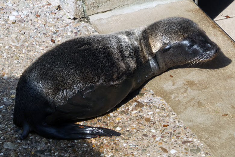 Kalifornisches Seelöwen-Jungtier am 7. Juli 2017 am Seelöwenbecken im Zoologischen Garten der Stadt Wuppertal