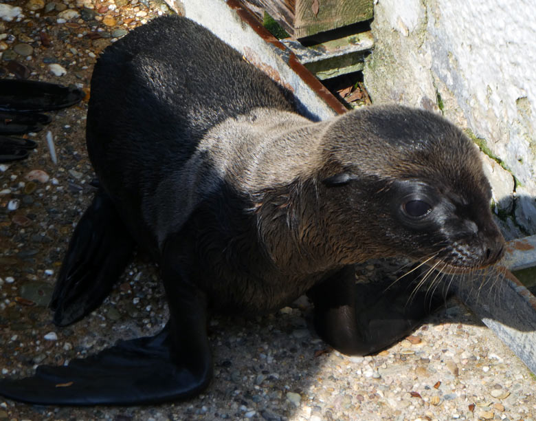 Kalifornisches Seelöwen-Jungtier am 7. Juli 2017 am Seelöwenbecken im Wuppertaler Zoo