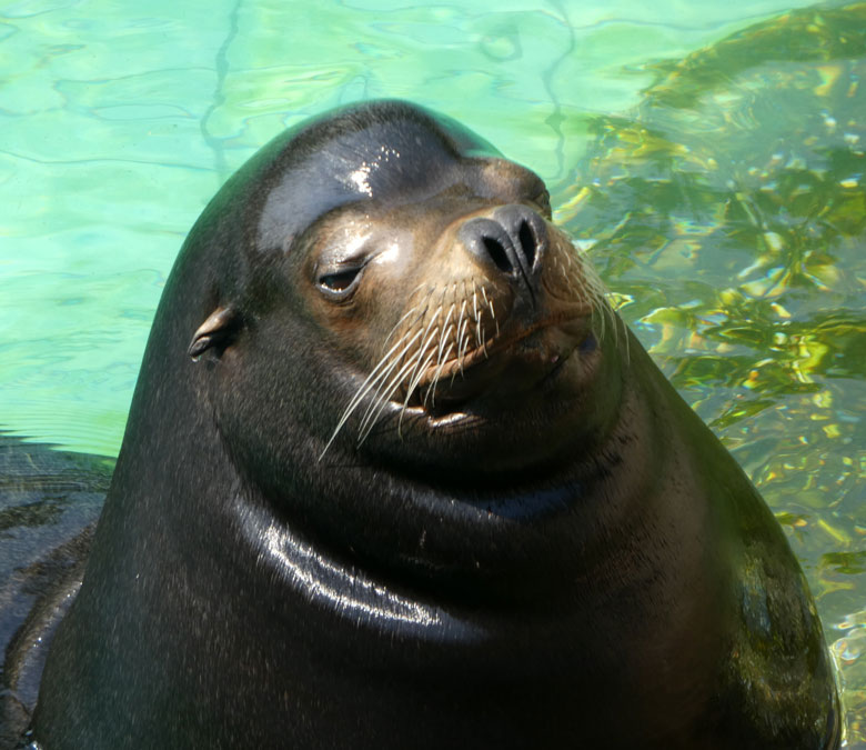 Der stolze Seelöwen-Vater MYLO am 7. Juli 2017 im Seelöwenbecken im Zoologischen Garten Wuppertal