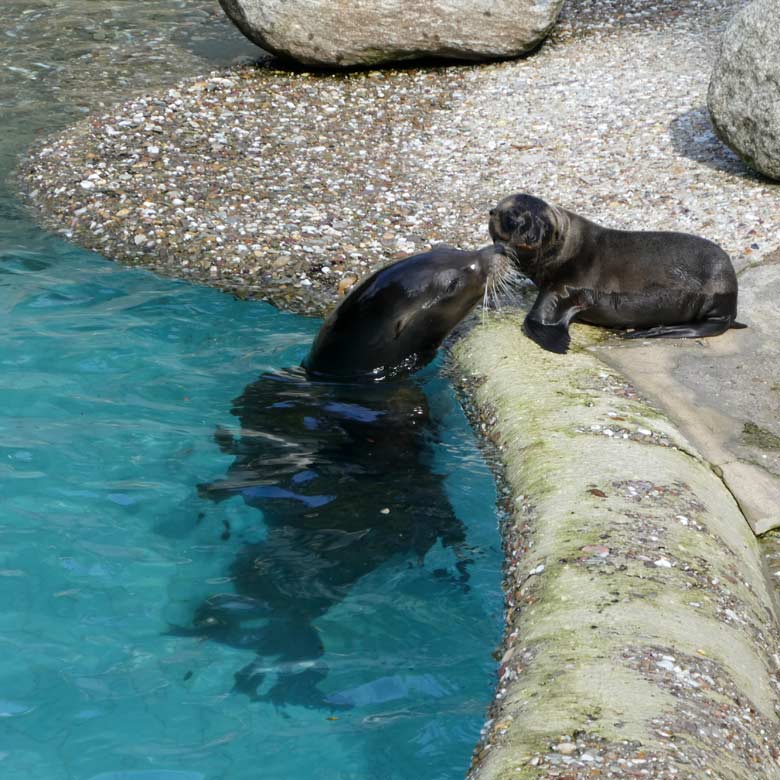 Die Kalifornische-Seelöwin PEEBLES liebkoste ihr Jungtier NOLA am 13. Juli 2017 am Seelöwenbecken im Zoo Wuppertal