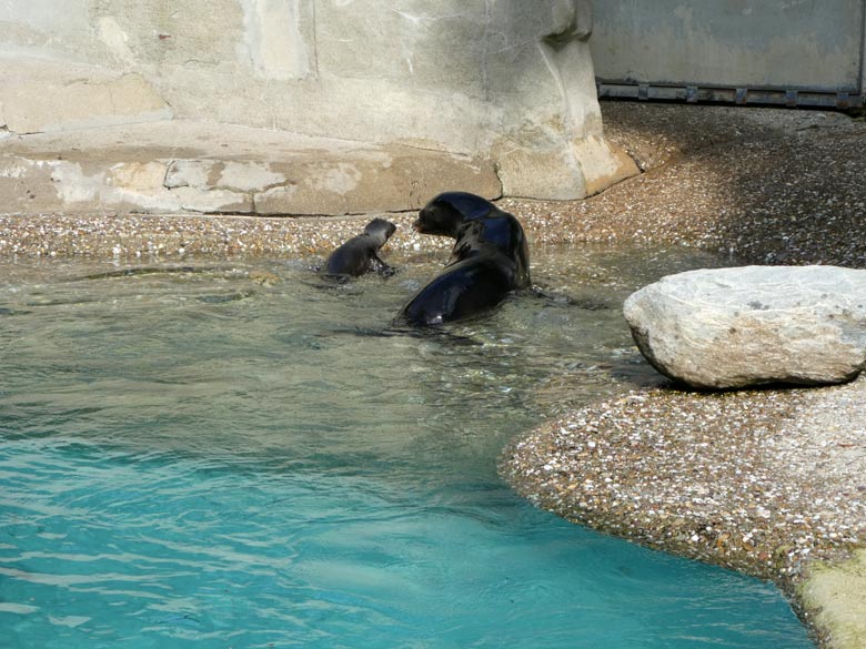 Seelöwen-Jungtier NOLA mit seiner Seelöwen-Mutter PEBBLES am 13. Juli 2017 am Rand des Seelöwenbeckens im Zoologischen Garten Wuppertal