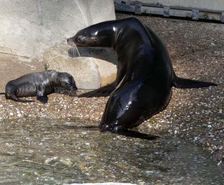 Das Kalifornische Seelöwen-Jungtier NOLA mit seiner Seelöwen-Mutter PEBBLES am 13. Juli 2017 auf festem Boden im Wuppertaler Zoo