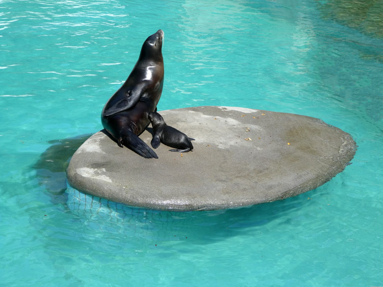 Kalifornische Seelöwen-Mutter PEBBLES mit Seelöwen-Tochter NOLA  am 22. Juli 2017 auf der Insel im Seelöwenbecken im Grünen Zoo Wuppertal