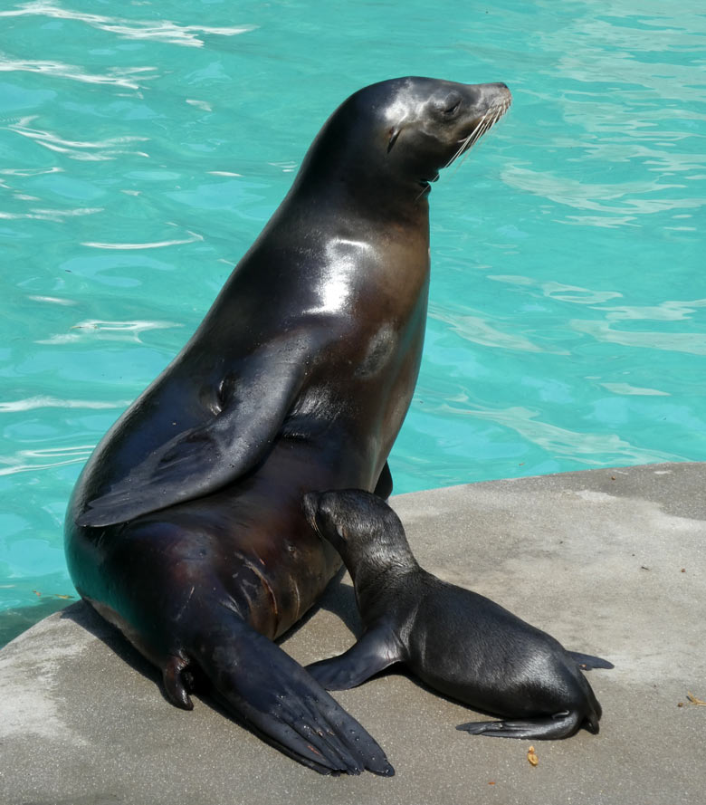 Kalifornische Seelöwen-Mutter PEBBLES mit Seelöwen-Tochter NOLA  am 22. Juli 2017 auf der Insel im Seelöwenbecken im Wuppertaler Zoo