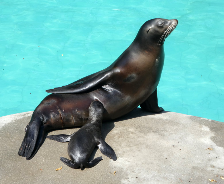 Kalifornische Seelöwen-Mutter PEBBLES mit Seelöwen-Tochter NOLA  am 22. Juli 2017 auf der Insel im Seelöwenbecken im Zoologischen Garten