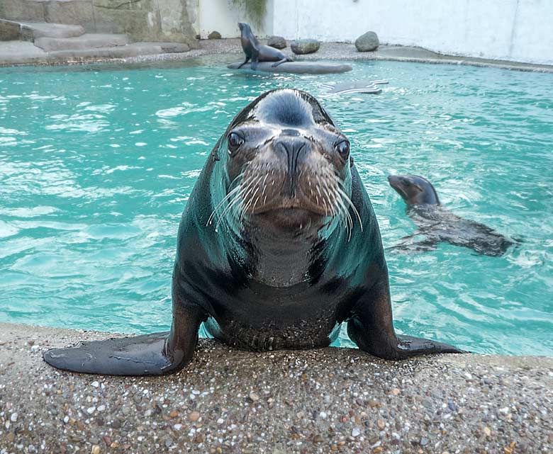 Kalifornischer Seelöwen-Bulle MYLO am 16. Dezember 2017 im Seelöwenbecken im Grünen Zoo Wuppertal